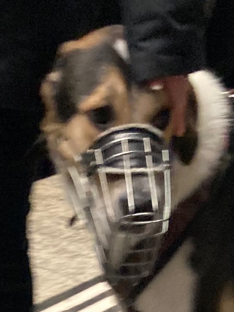 a miserable dog wearing a muzzle. brown, beige and white.